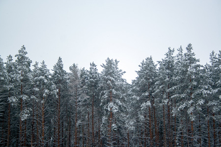 Pine trees covered by snow at winter dayの写真素材