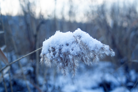 Reed stem covered by the snow. Winterの写真素材