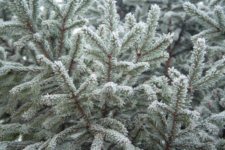 Many frost branches of spruce background. Branches in snowの写真素材