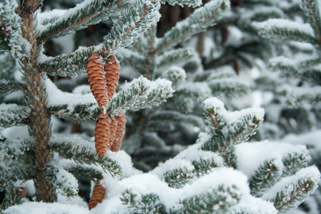 Cones and branches of spruce covered by snow at winter day