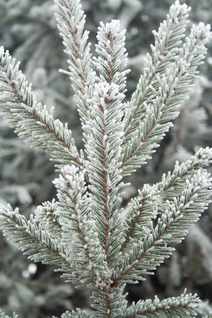 Close up of spruce branch covered by ice.の写真素材