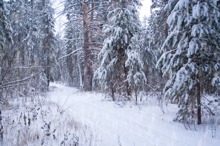 Ski track in the forest at winter day. Trees covered by snow. Snowfallの写真素材