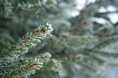 Close up of spruce branch covered by ice.の写真素材
