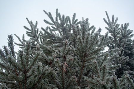 Many frost branches of spruce background. Branches in snowの写真素材