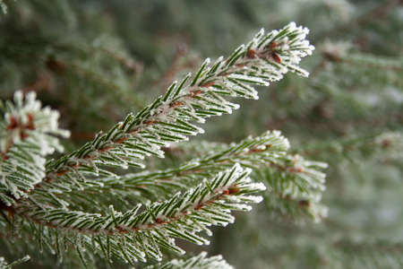 Close up of spruce branch covered by ice.の写真素材