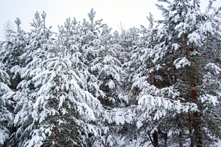 Pine trees covered by snow at winter dayの写真素材