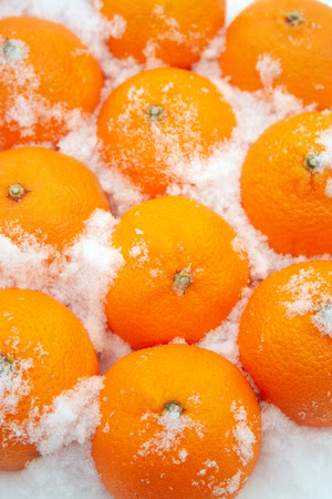 Tangerines in the snow close up. Oranges sprinkled by the snow. Christmas conceptの写真素材