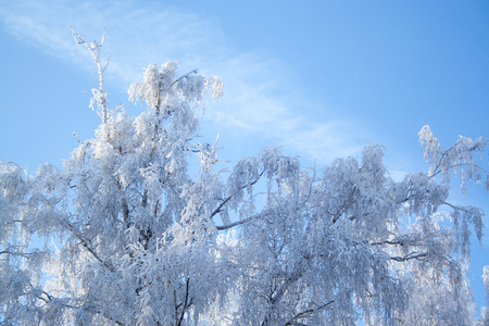Birch trees at snow on blue sky background at sunny winter dayの写真素材