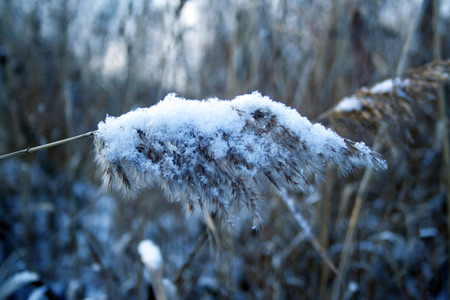 Reed stem covered by the snow. Winterの写真素材
