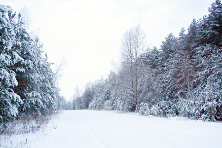 Snow covered road with trees on side at winter day. Unpeeled road, Winter drivingの写真素材