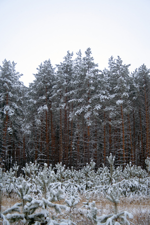 Yound and adult pines covered by snow at winter dayの写真素材