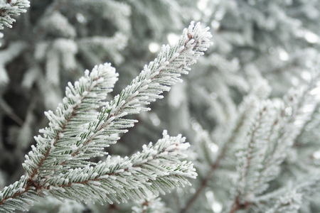 Close up of spruce branch covered by ice.の写真素材