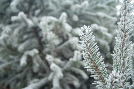 Close up of spruce branch covered by ice.の写真素材