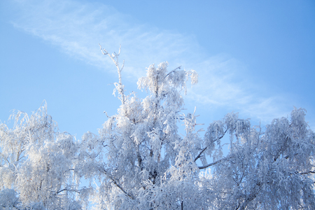 Birch trees at snow on blue sky background at sunny winter dayの写真素材