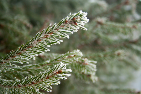 Close up of spruce branch covered by ice.の写真素材