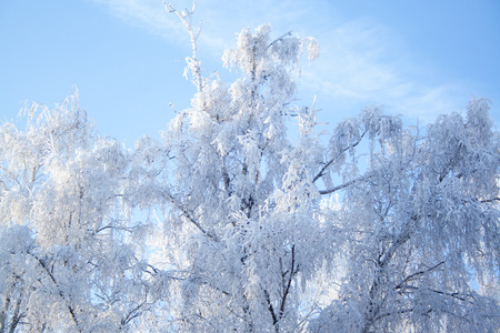 Birch trees at snow on blue sky background at sunny winter dayの写真素材
