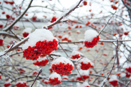 Red rowan berries covered by snow at winter cold dayの写真素材