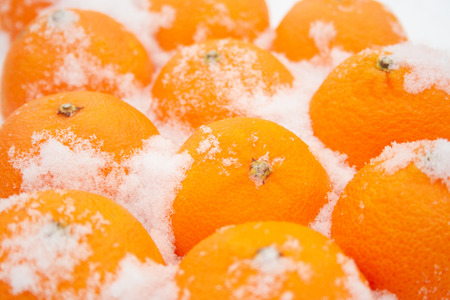 Tangerines in the snow close up. Oranges sprinkled by the snow. Christmas conceptの写真素材