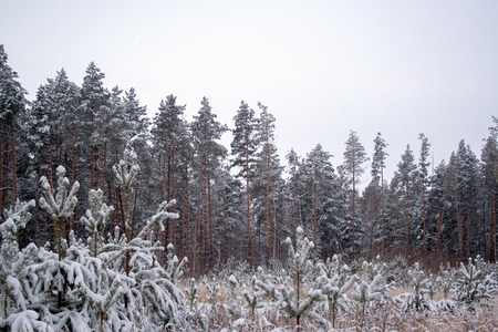Yound and adult pines covered by snow at winter dayの写真素材