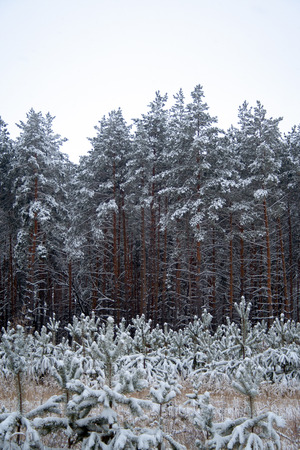 Yound and adult pines covered by snow at winter dayの写真素材