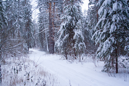 Ski track in the forest at winter day. Trees covered by snowの写真素材