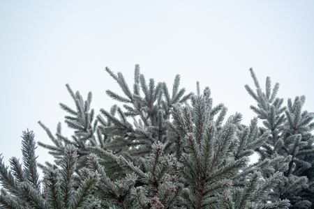 Many frost branches of spruce background. Branches in snowの写真素材