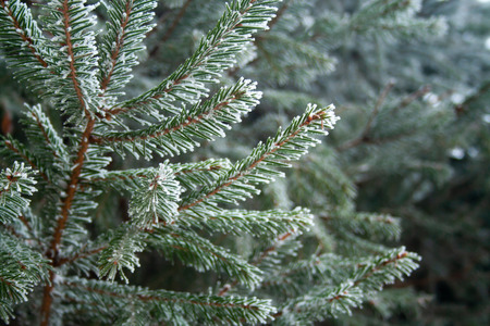 Close up of spruce branch covered by ice.の写真素材