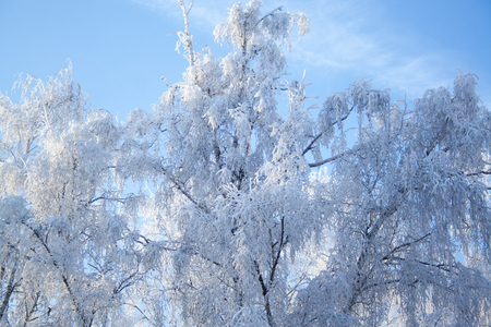 Birch trees at snow on blue sky background at sunny winter dayの写真素材