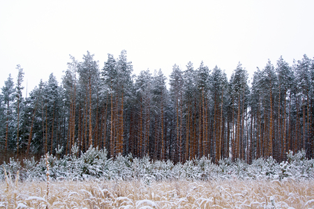 Yound and adult pines covered by snow at winter dayの写真素材