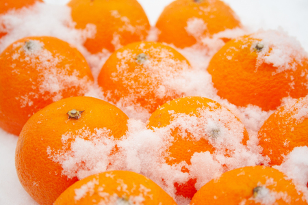 Tangerines in the snow close up. Oranges sprinkled by the snow. Christmas conceptの写真素材
