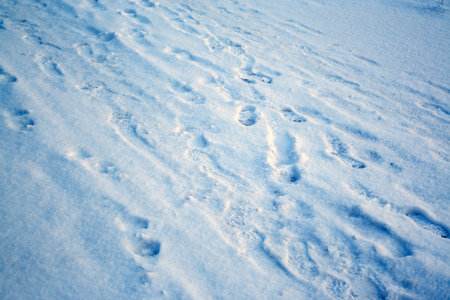 Footprints on snow at cold winter day.