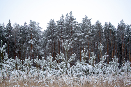 Yound and adult pines covered by snow at winter dayの写真素材