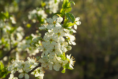 Plum blossom white petals close up at sunny day. Spring conceptの写真素材