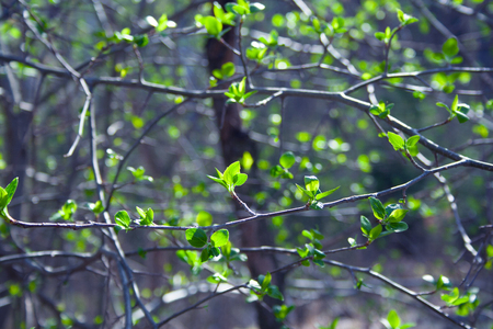 Green branches on sunny day in the forest in cold tonesの写真素材