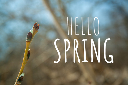 Green branch with buds at spring sunny day closeup, background, with white text Â«Hello springÂ»の写真素材