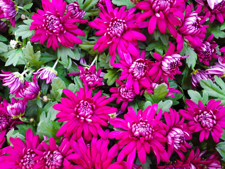 Bouquet of purple beautiful chrysanthemum close up. chrysanthemum flowers. Flowers of china, northeastern Europe and Asia. family Asteraceae.の写真素材