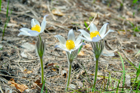 Beautiful spring white group of three flowers pulsatilla grows in the forest at spring day....