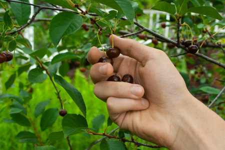 harvesting of fresh red and tasty cherries at summer cloudy day with man's hand close up. Picking...