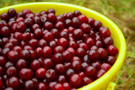 Heap of fresh red cherry with water drops in yellow plastic bucket. pile of ripe cherries background close upの写真素材