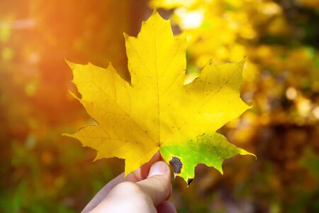 Yellow bright colored leaf in man's hand. Autumn conceptの写真素材