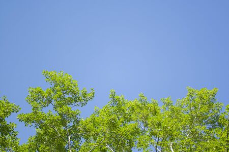 Green leaves and sky background. Fresh green leaves dense of Tilia or linden. tree and sky backgroundの写真素材