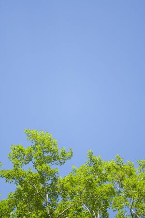 Green leaves and sky background. Fresh green leaves dense of Tilia or linden. tree and sky background verticalの写真素材