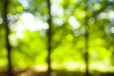 Beautiful bokeh background of defocused trees. Blurred backdrop of green leaves and trees. Summer or spring seasons backdropの写真素材