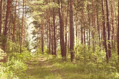 Summer green beautiful forest landscape with road throught in. Beautiful green sunny morning in the woods. Warm tonedの写真素材