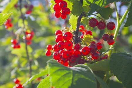 Red ripe juicy currant on the green branch at sunny day close up. Red currant bunch on sunlight. Redcurrant berries ribes rubrum. Flora of asia, europe and north americaの写真素材