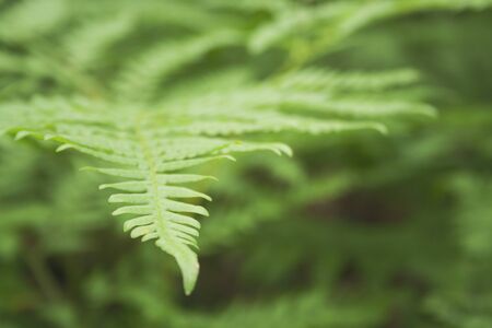 Beautiful fern leaves foliage natural floral background. Perfect fern pattern macro. Beautiful background of young green fern leaves. Color of kale
の写真素材