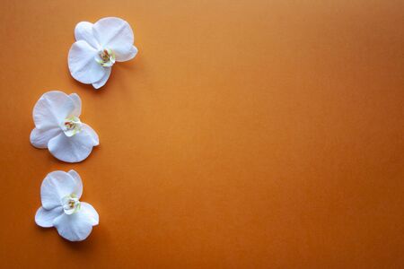Three orchid flowers on beauty orange background top view. Backdrop with place for text, sale, design, women day, holiday, spa, cosmeticsの写真素材