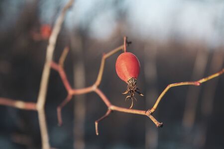 Rose hip red berries hanging on branch close up. Healthy herb berries. Wild edible plants soft tonedの写真素材