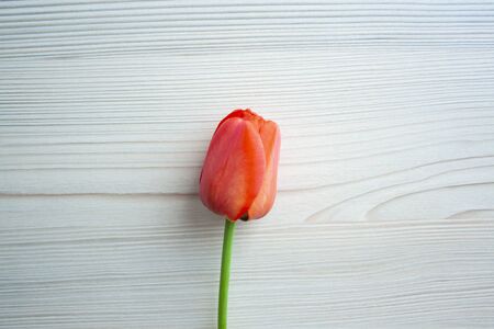 Beautiful red tulip top view on wooden bright background. Celebration, postcard template for mother day, women day, valentine, tonedの写真素材