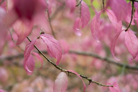 Autumn pink Leaves in the forest at cloudy day. Beautiful pink leavesの写真素材